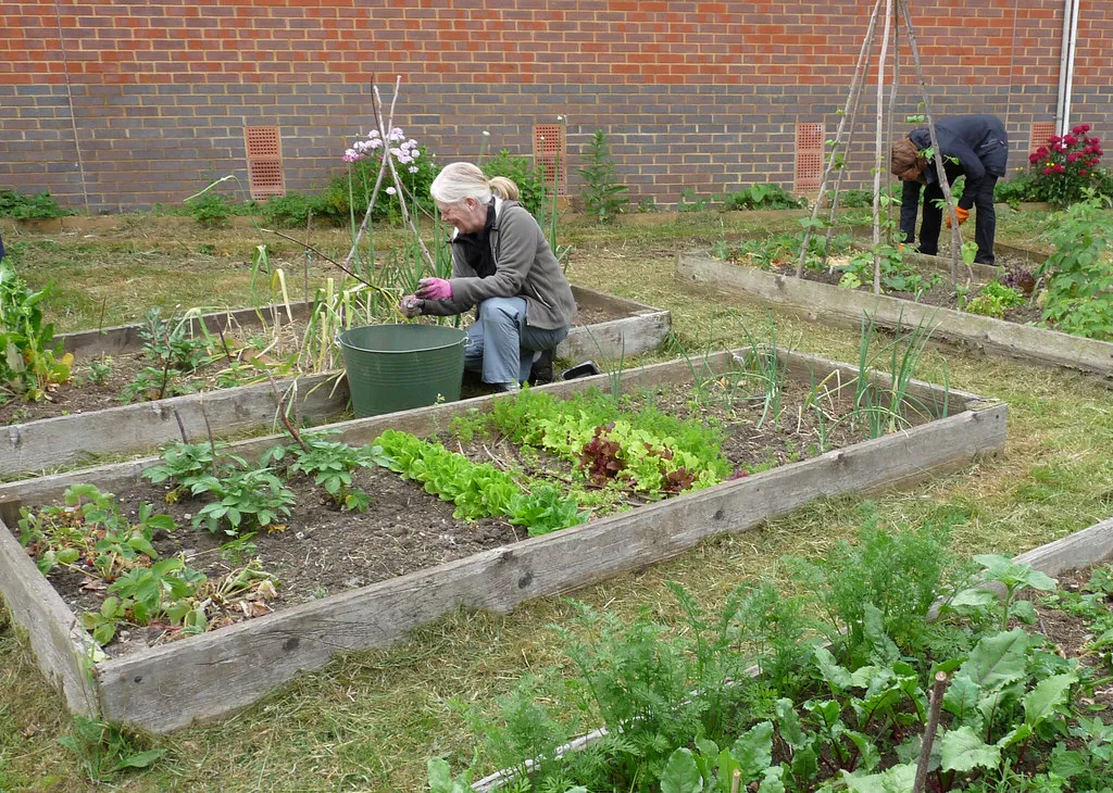 Bénévoles jardinant dans les bacs en bois d'un potager collectif