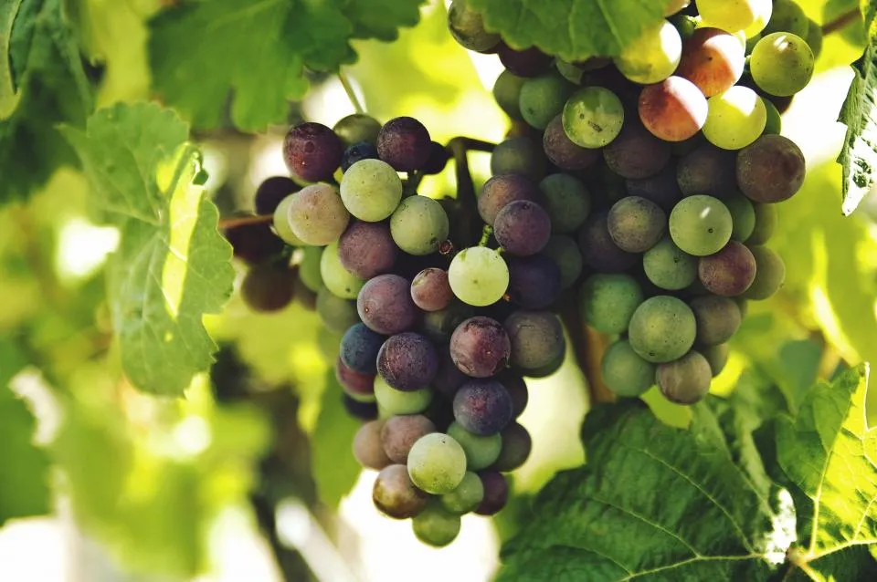 Grappe de raisin noir sur la vigne