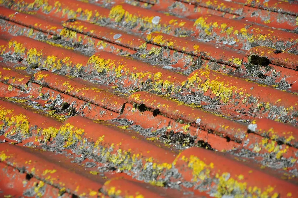 Tuiles anciennes couvertes de mousses et de lichens