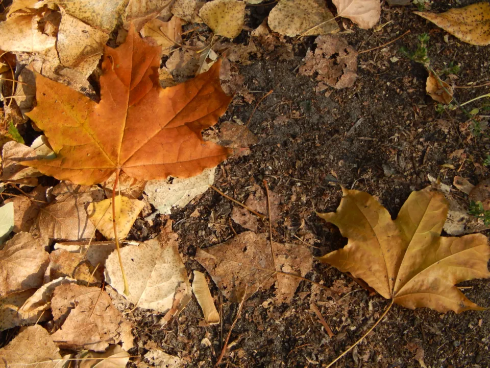 Feuilles d'érable tombées sur la terre d'un massif