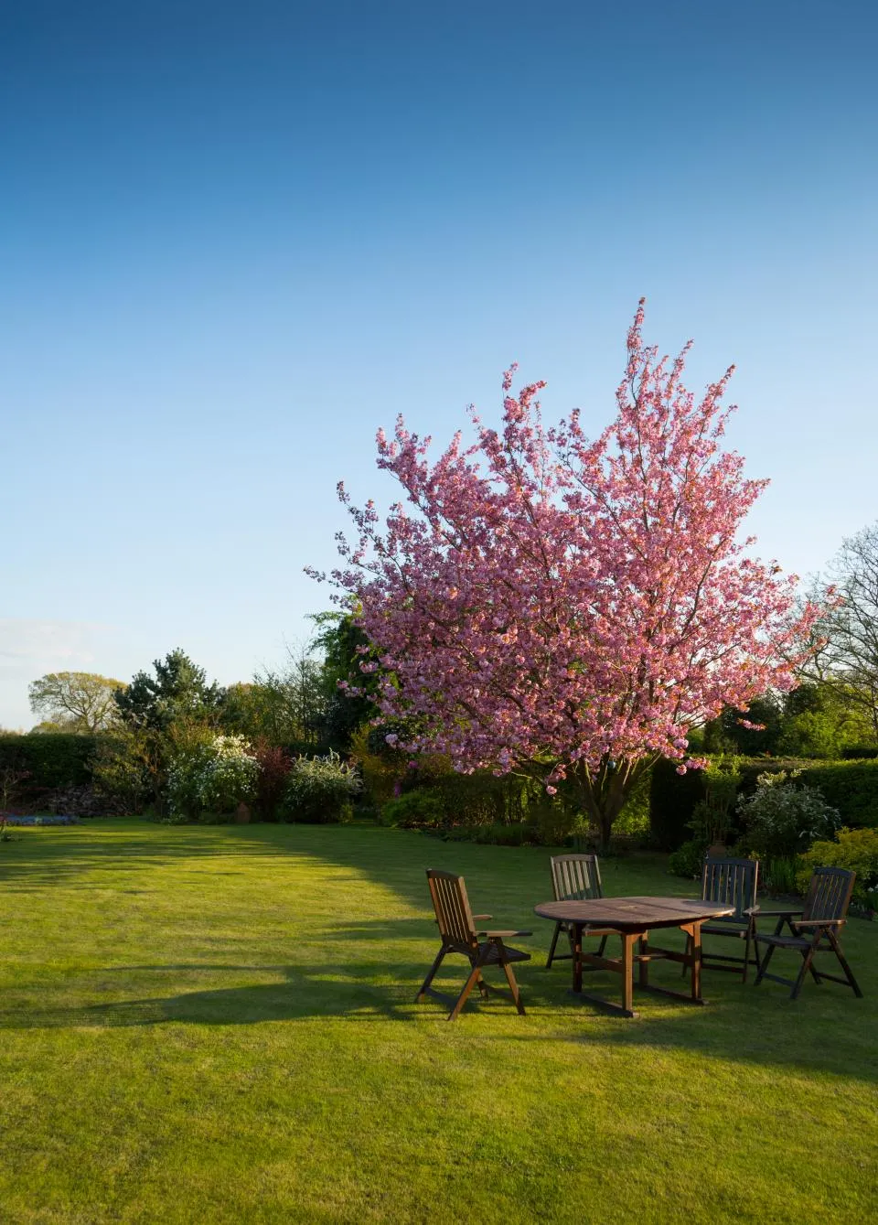 Pelouse soignée, cerisier du Japon en fleurs et table de jardin en bois