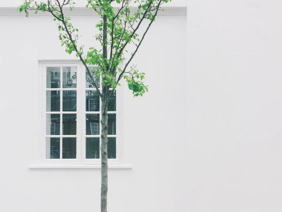 Façade blanche fraîchement repeinte avec fenêtre à petits bois et jeune arbre