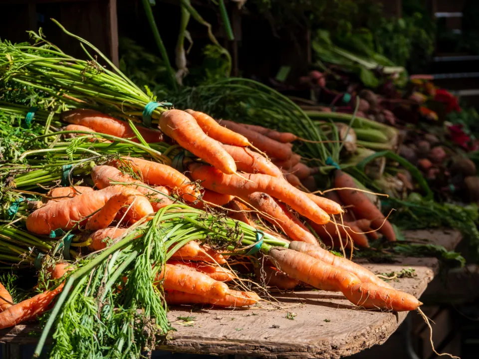 Bottes de carottes fraîchement récoltées sur un étal