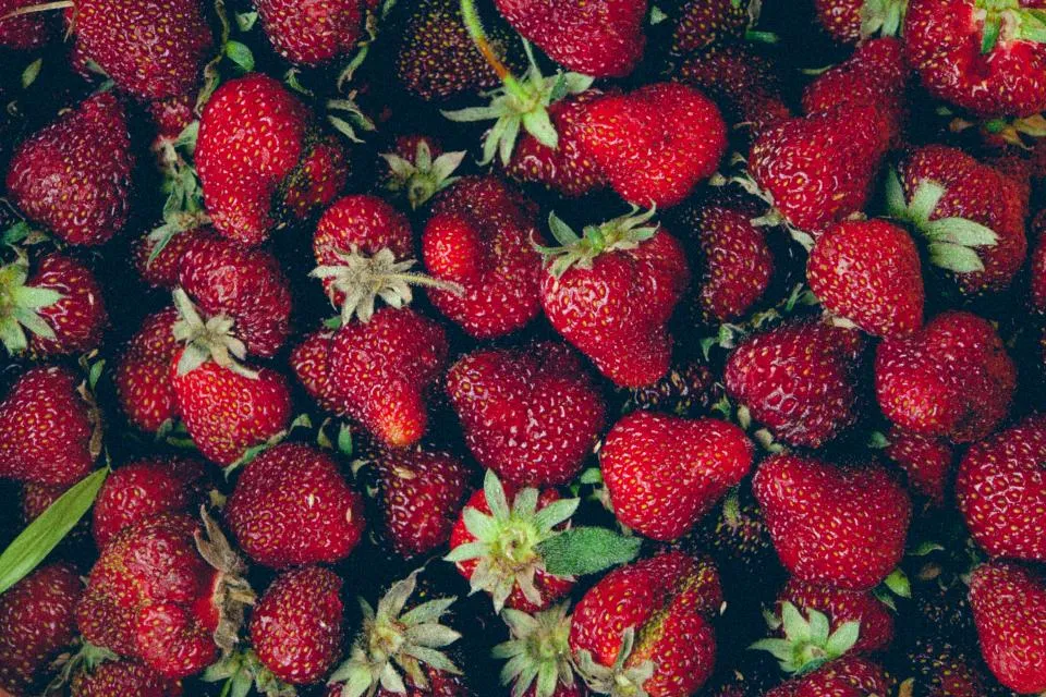 Fraises bien rouges