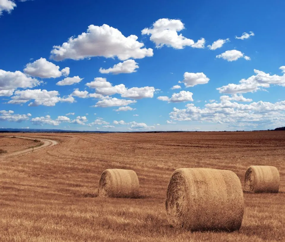 Ballots de paille ronds dans un champ moissonné sous un ciel bleu