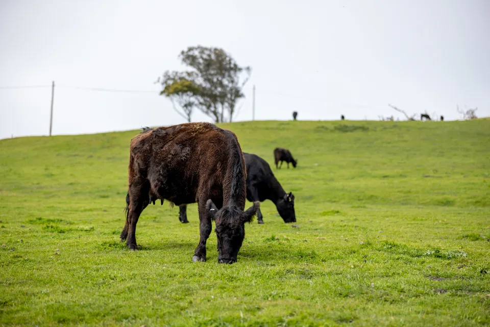 Vaches au pré sur une colline verte