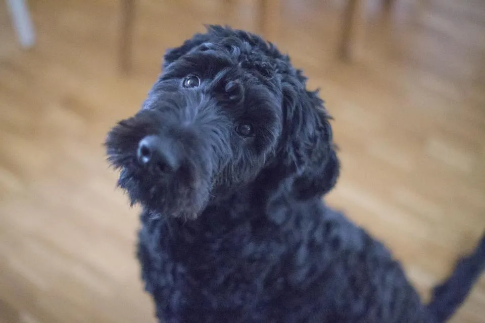 Chien noir à poil bouclé qui lève la tête