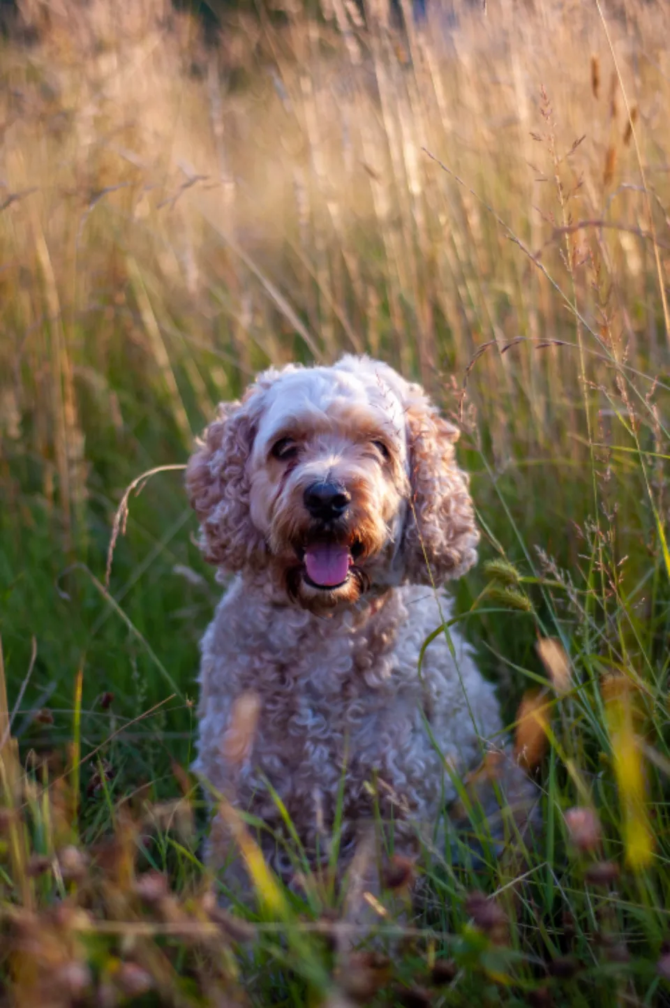 Chien à poil bouclé assis dans les hautes herbes