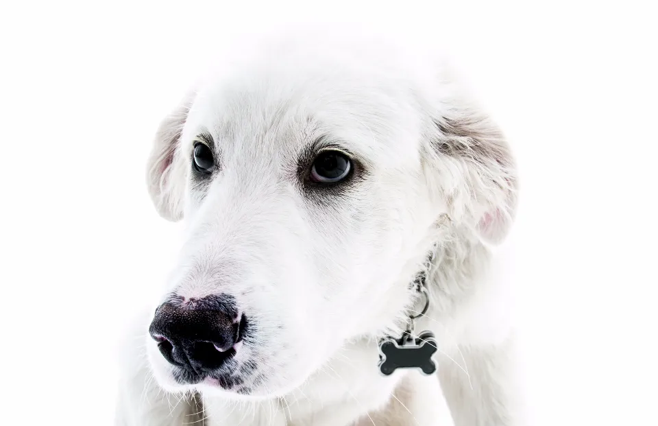 Jeune chien blanc qui regarde l'objectif