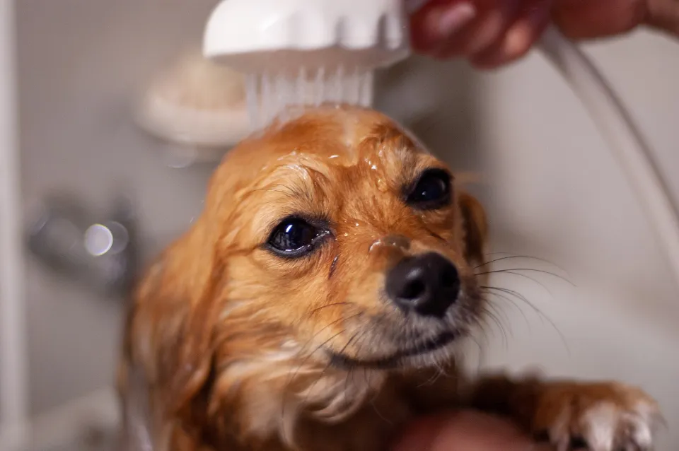 Petit chien roux sous la douche pendant son bain